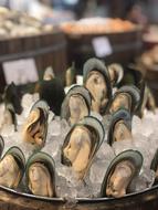 mussels on ice