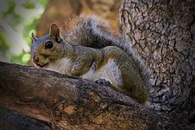 cute squirrel on a branch