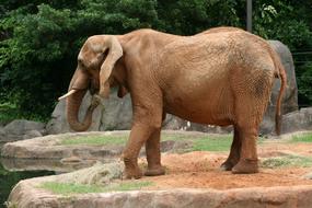 Elephant Wild Wildlife