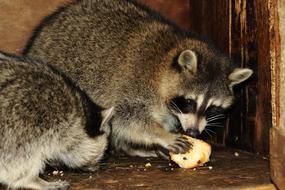Raccoon Animal Wildlife
