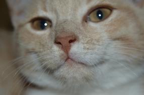 Cat Hangover Cats Red