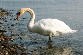 Swan Animal Water