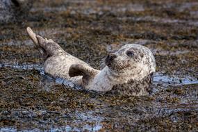funny animal in dirty water