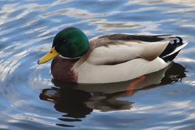 Duck Drake Mallard