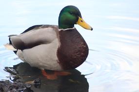 Duck Drake Mallard