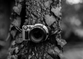 Film Camera Vintage on a tree on a blurred background