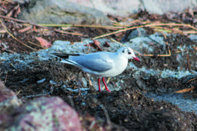 white bird on muddy ground
