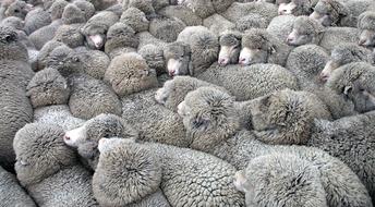 Sheep Herd Flock