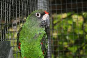 JardineS Parrot green Bird