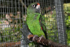 Jardine Parrot Bird