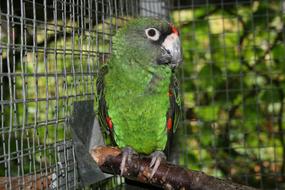 green JardineS Parrot Bird