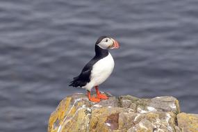 Puffin Bird Cliff