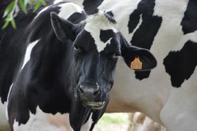 Animal Mammal Cow Dairy