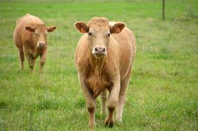 Animal Mammal Cow Dairy