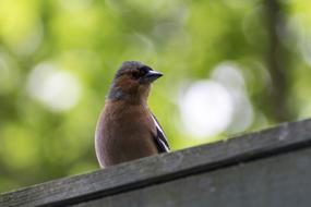 Birdie Bird Nature Close