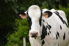 Animal Mammal Cow Dairy