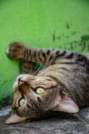 Cat Pets Cute