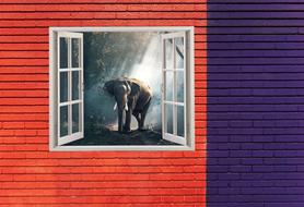 Elephant Animal Photography