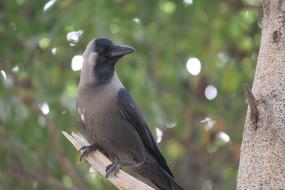 Crow Bird Aves