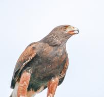 Eagle Bird Raptor
