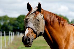 Horse Nostrils Horseback Riding