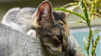 Cat Feline Pet
