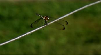 Dragonfly Insect Wildlife