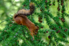 Squirrel To Reach Search