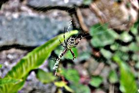 Spider Insect Nature