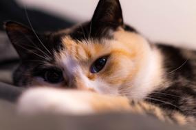Cat Feline Animal