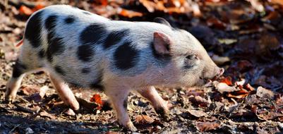 the little pig walks