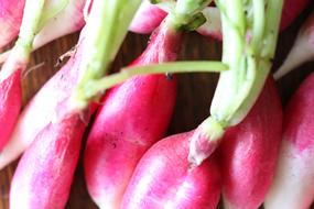 garden fresh radishes