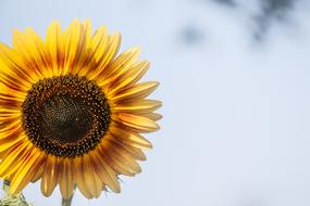 Sunflower Background Yellow