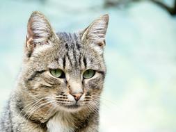 Cat Domestic Face