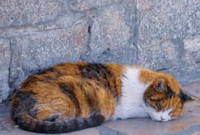 sleeping fluffy cat