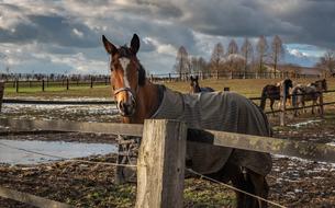 brown cute horse
