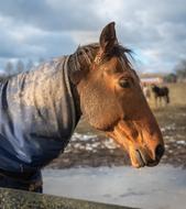 Paddock Horse Head
