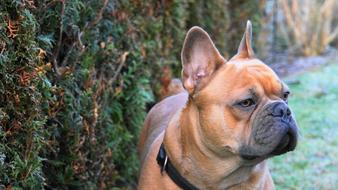 French Bulldog Dog Pet