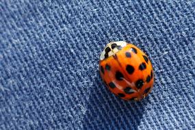 little bug on jeans