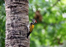 Wood Bird Nature