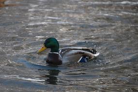duck floating in water