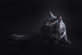Cat Black Pet