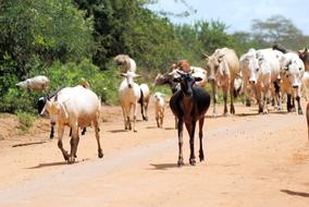 running horses on the road