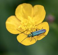 Beetle Pollen Legs
