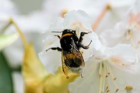 Hummel Insect Blossom