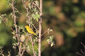 yellow Bird in Nature Fauna