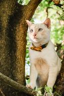 Animals Pets Cat