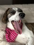 Dog Pets Beagle