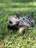 Dog Pets Puppy Cairn