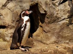 Penguin Animal World Water